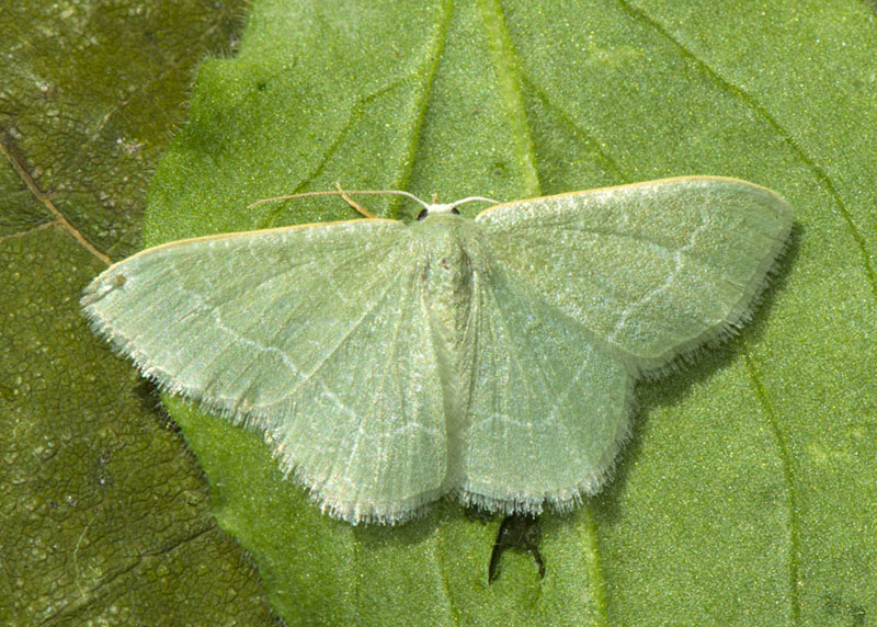 Geometridae  - Phaiogramma etruscaria